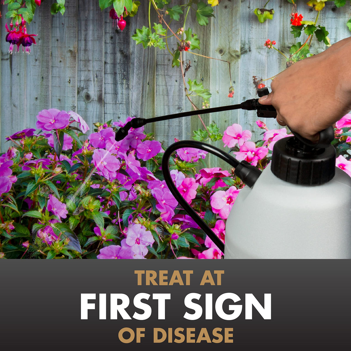 Spectracide Immunox sprayed-roses demonstrates rapid contact protection against common diseases.