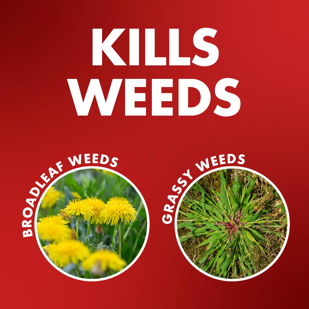 Spectracide One-Shot spray in action killing weeds on a driveway