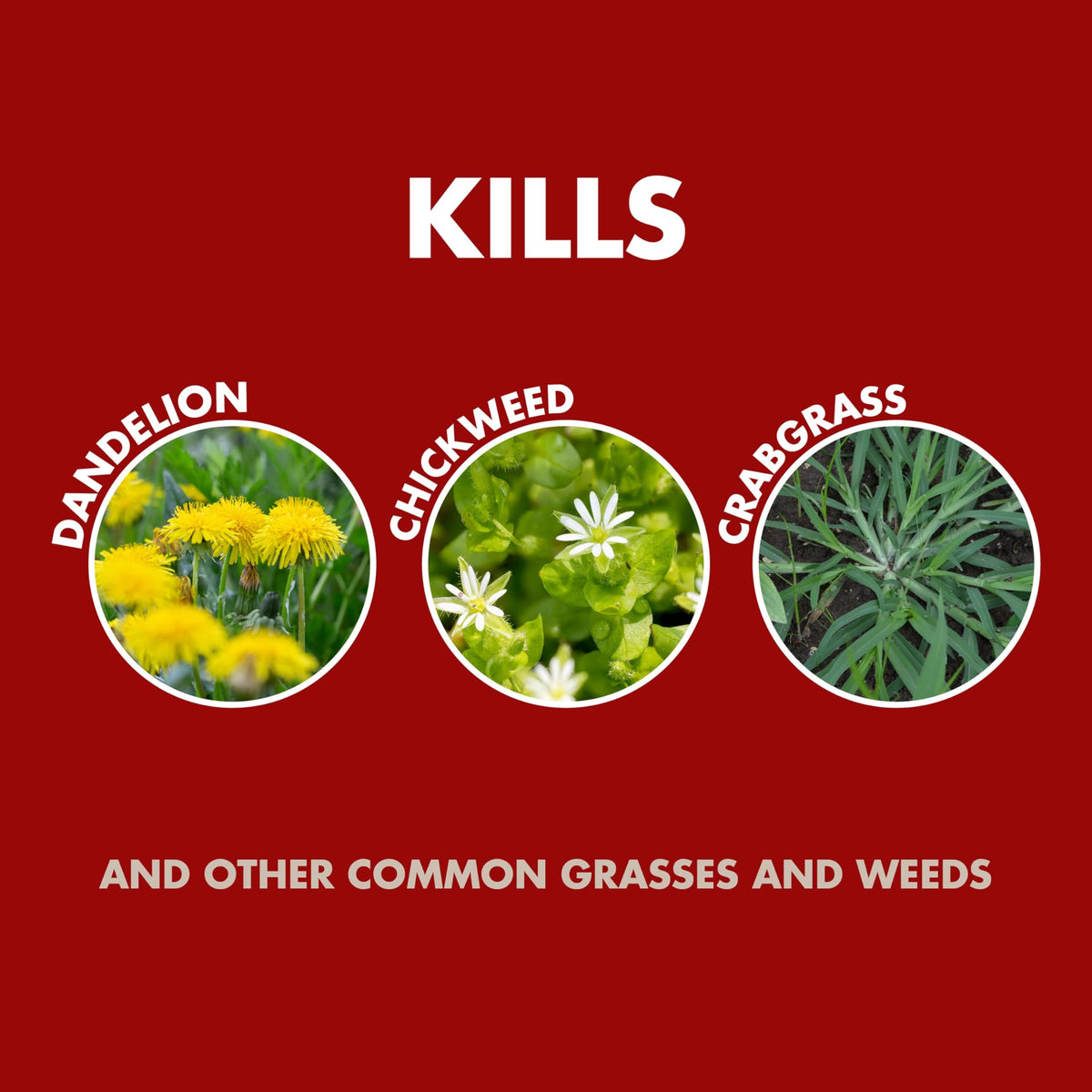 Spectracide Weed and Grass Killer Concentrate used around flowers and shrubs for weed control