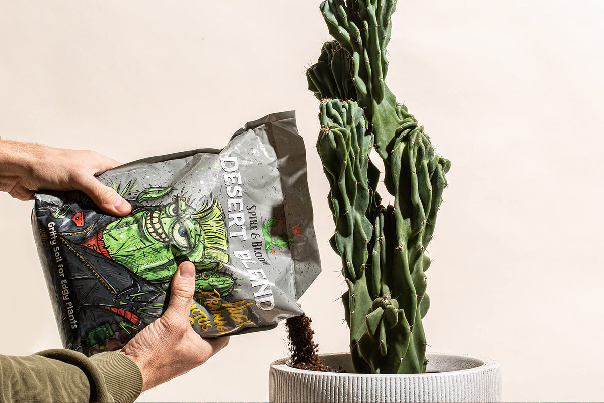 Spike & Bloom indoor cactus setup uses gritty soil for better aeration.