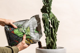 Spike & Bloom indoor cactus setup uses gritty soil for better aeration.