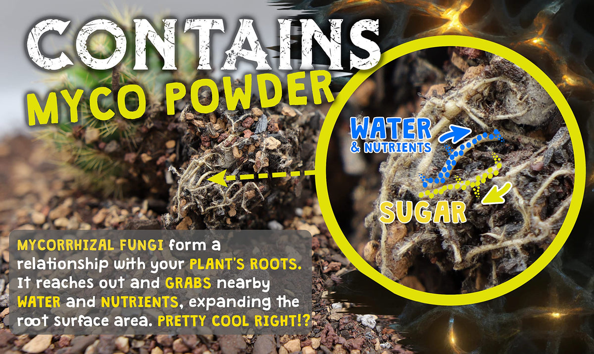 Spike & Bloom mycorrhizae powder in cactus soil boosts nutrient uptake.