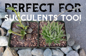 Spike & Bloom prevents waterlogging in containers with this mix.