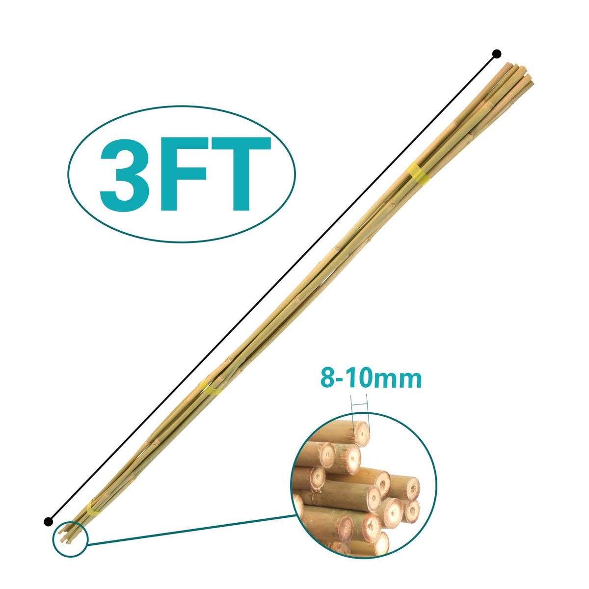 Sprigra bamboo stakes used for bean and pepper support
