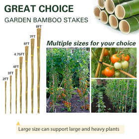 Sprigra bamboo stakes with plant ties ready for garden use