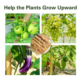 Sprigra cucumber-support stakes guide sprawling vines toward sun.