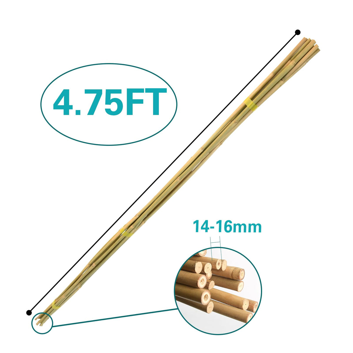Sprigra bamboo stake providing pepper plant support and stability.