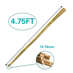 Sprigra bamboo stake providing pepper plant support and stability.
