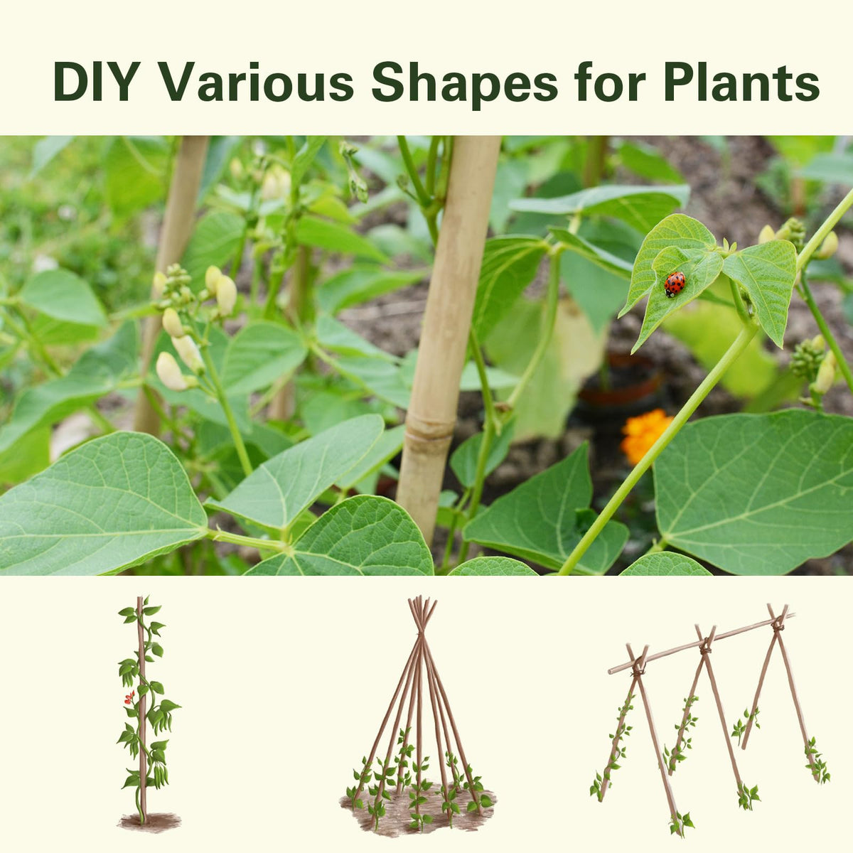 Sprigra pepper-support stakes promote upright growth and airflow.