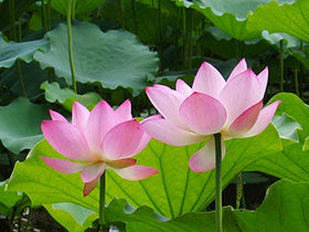 SpringSmart lotus seeds kit enables easy seasonal planting