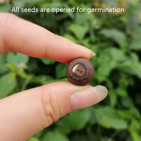 SpringSmart gift-pack lotus seeds for families and friends
