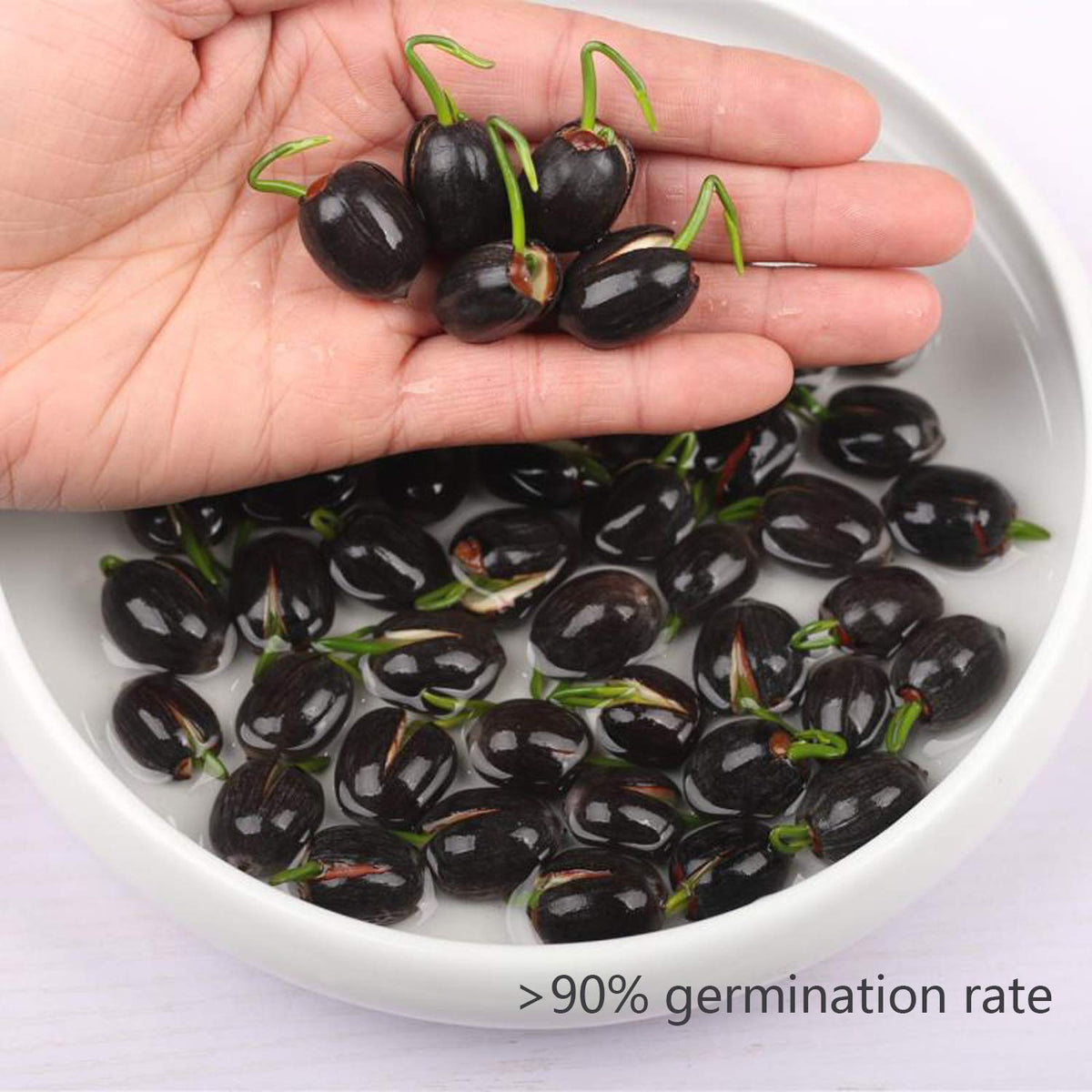 SpringSmart lotus seedling growth from sprout to bloom