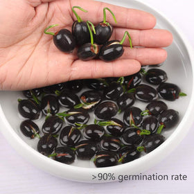 SpringSmart lotus seedling growth from sprout to bloom