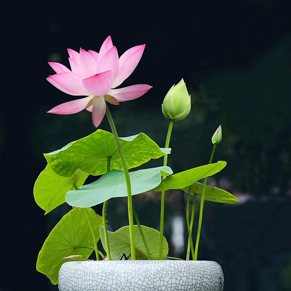 SpringSmart lotus seeds pack for home planting with high germination