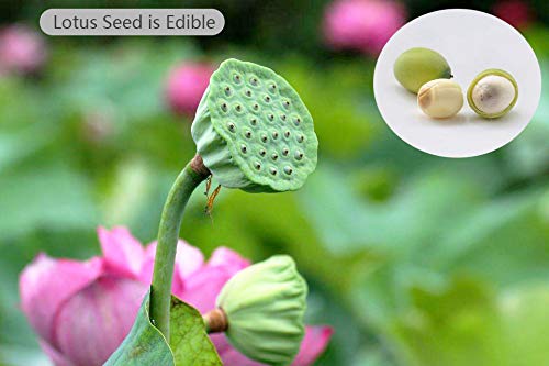 SpringSmart lotus water purification helps clear pond water