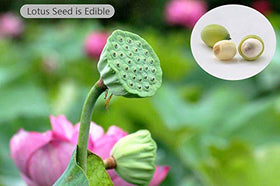 SpringSmart lotus water purification helps clear pond water
