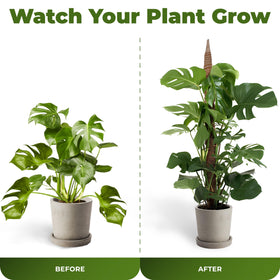 Sproot coco coir surface aids latching and moisture retention