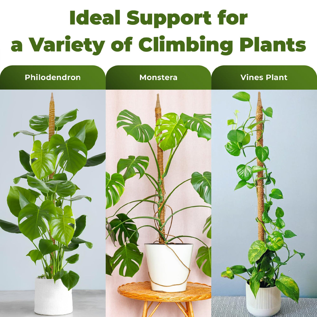 Sproot Monstera setup guiding climbers toward a lush display