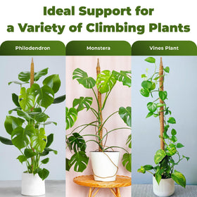 Sproot Monstera setup guiding climbers toward a lush display