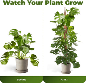 Sproot 10 ft plant ties safely guide stem growth.
