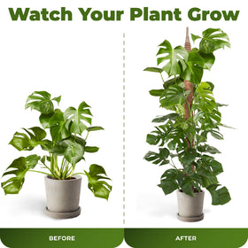 Sproot vertical display of climbing plants growing upward