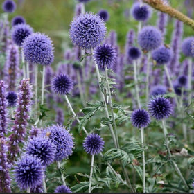 SPROUTARAQ blue globe thistle blooms attract bees, supporting pollinators.