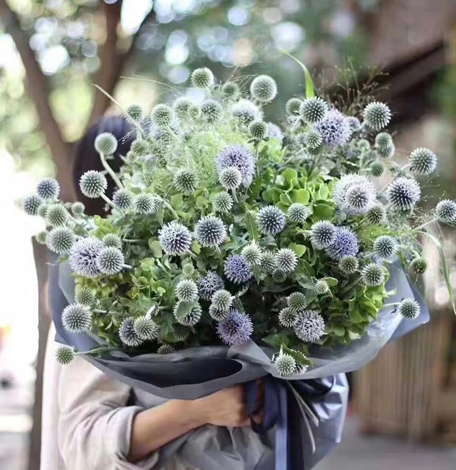 SPROUTARAQ blue globe thistle bloom closeup showing steel-blue globes.