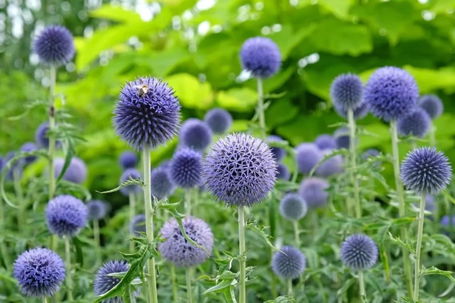 SPROUTARAQ blue globe thistle is ideal for cut flower arrangements.