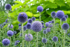 SPROUTARAQ blue globe thistle is ideal for cut flower arrangements.