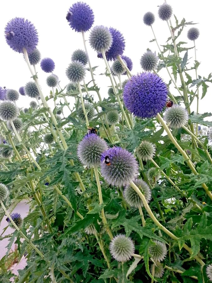 SPROUTARAQ blue globe thistle dries beautifully for dried bouquets.