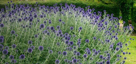 SPROUTARAQ blue globe thistle thrives in drought-tolerant garden beds.