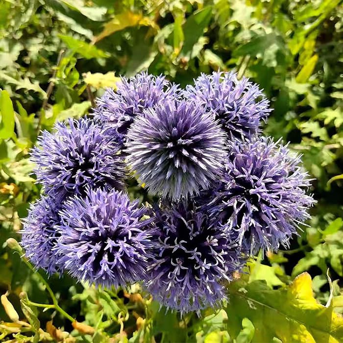 SPROUTARAQ blue globe thistle tall plant adds dramatic garden height.