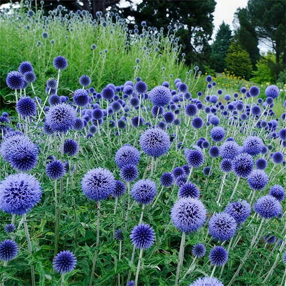 SPROUTARAQ blue globe thistle seeds planted in soil for vibrant, low-maintenance color.