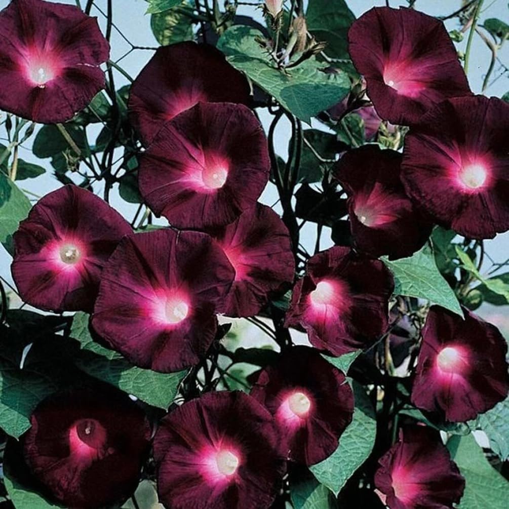 SPROUTARAQ dark red morning glory seeds pack for vibrant climbing blooms on trellises.