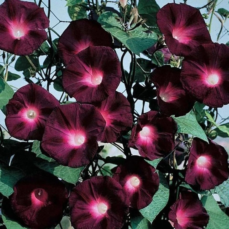 SPROUTARAQ dark red morning glory seeds pack for vibrant climbing blooms on trellises.
