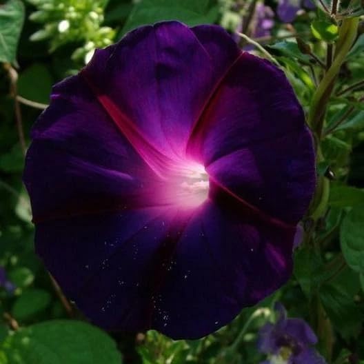 SPROUTARAQ garden planting brings annual color with this morning glory seed collection.