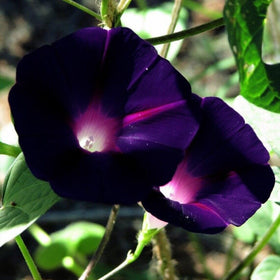 SPROUTARAQ morning glory bloom variety shows purple-pink-blue-white hues.