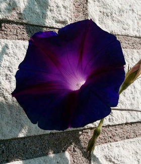 SPROUTARAQ morning glory vine on trellis delivers full sun performance.