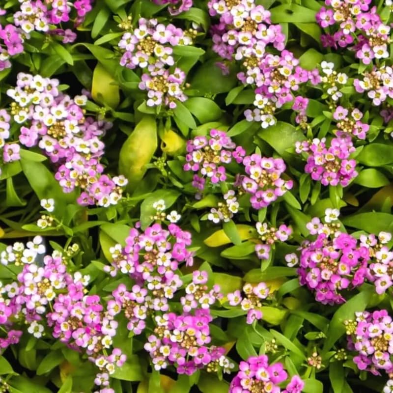 SPROUTARAQ Patio-ready pink alyssum for edge and containers