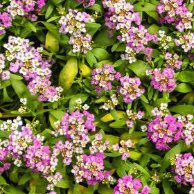 SPROUTARAQ Patio-ready pink alyssum for edge and containers