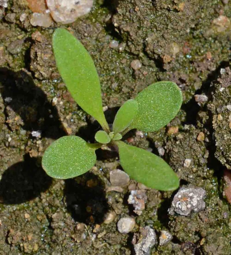 SPROUTARAQ Pink alyssum deer resistant planting idea