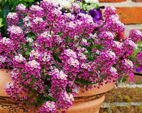 SPROUTARAQ Pink alyssum groundcover carpet along pathways