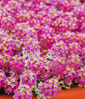 SPROUTARAQ Pink Rosie O'Day alyssum bloom for borders and groundcover