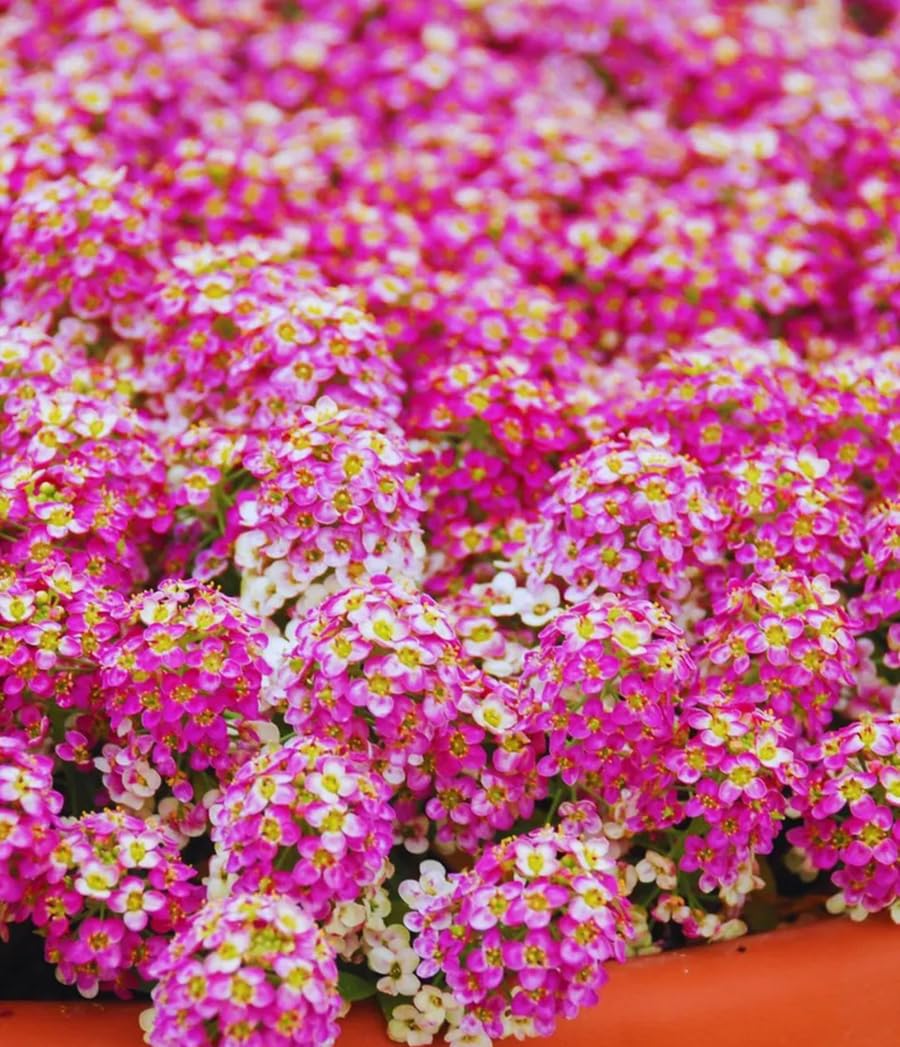 SPROUTARAQ Pink Rosie O'Day alyssum bloom for borders and groundcover