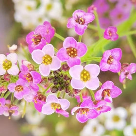 SPROUTARAQ Pink Rosie O'Day alyssum seed pack for fast planting