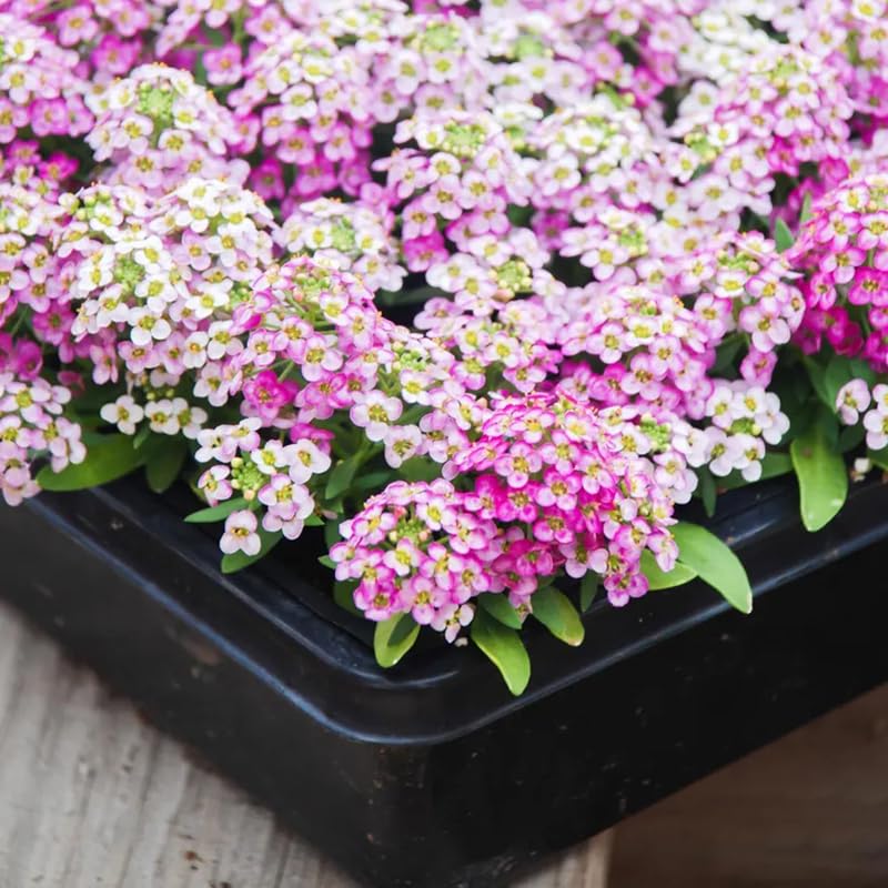 SPROUTARAQ Rosie O'Day alyssum border plant for compact pink charm