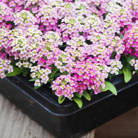 SPROUTARAQ Rosie O'Day alyssum border plant for compact pink charm