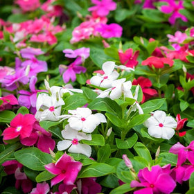 SPROUTARAQ Vinca seeds in balcony container setting.