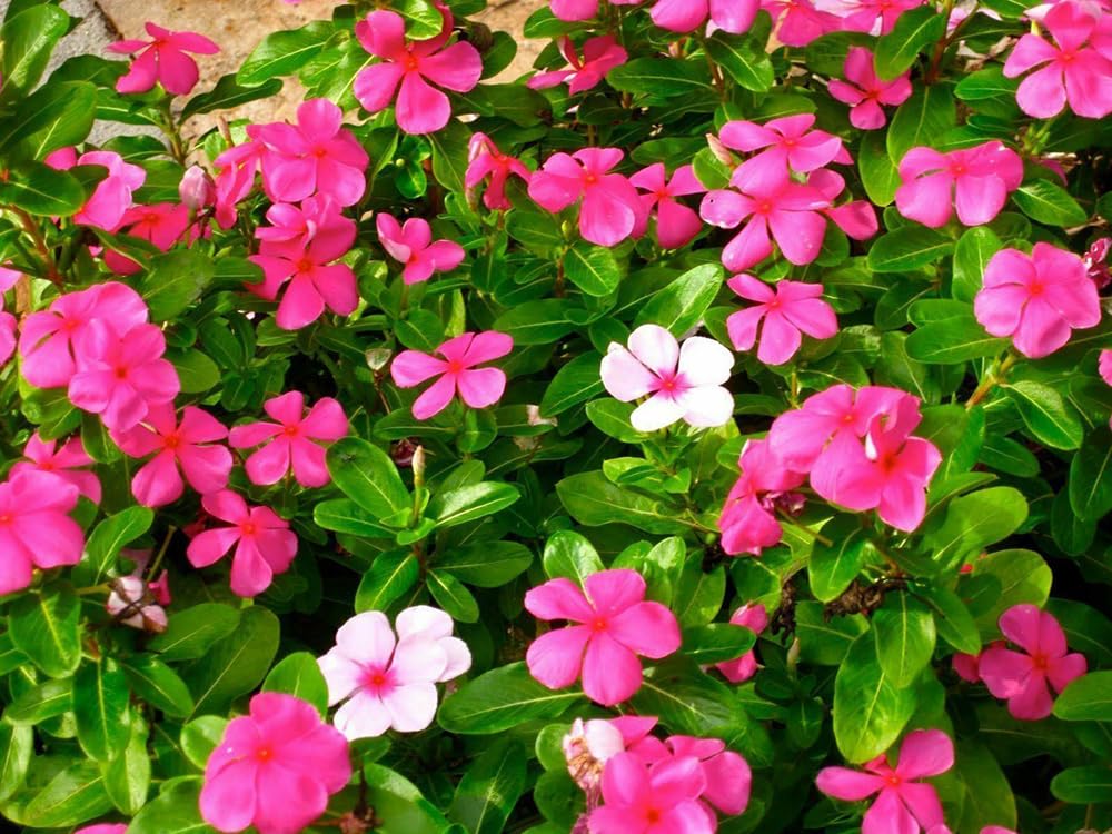 SPROUTARAQ Vinca border garden for seasonal color.