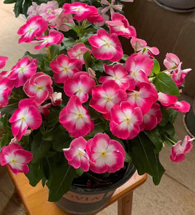 SPROUTARAQ Vinca flower close-up with five-petal blossoms.